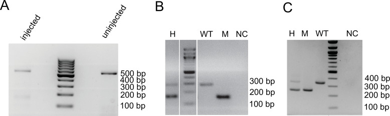 Figure 4—figure supplement 2.