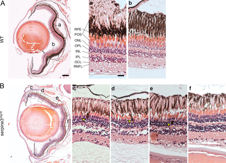 Figure 4—figure supplement 5.