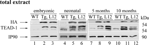 FIGURE 1.