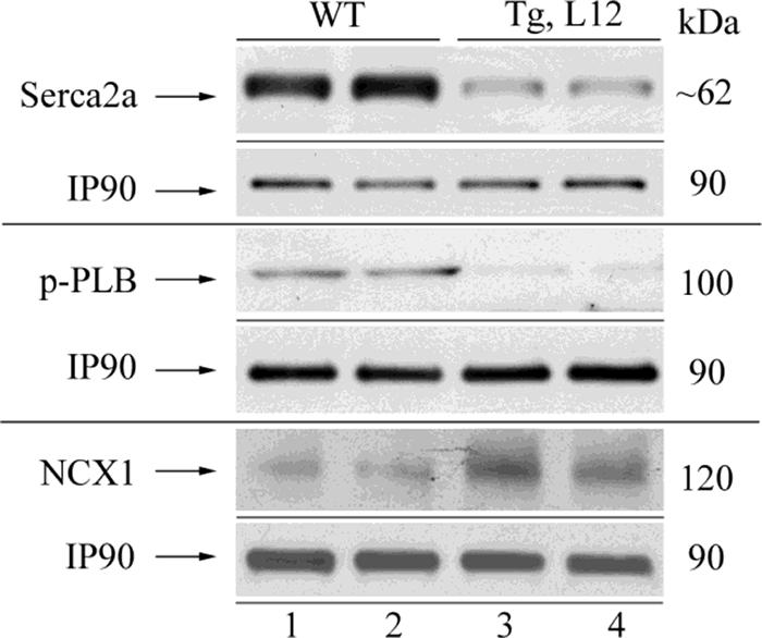 FIGURE 4.