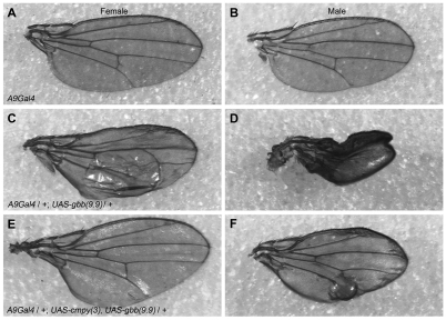 Fig. 5.