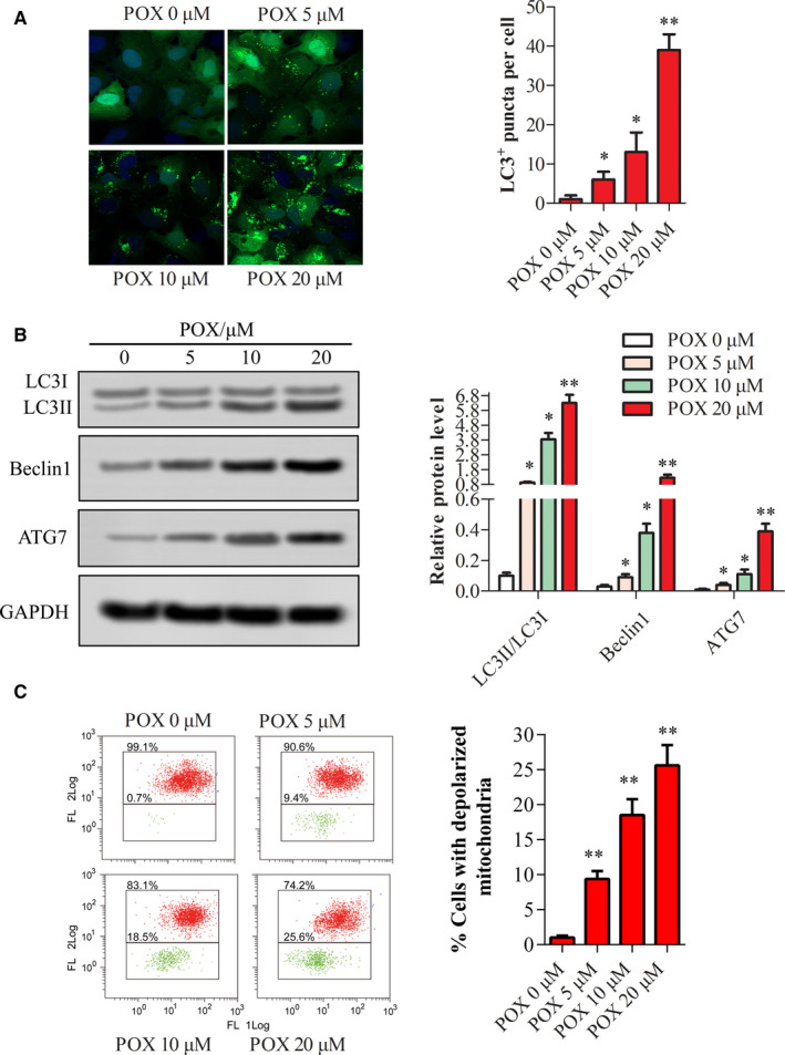 FIGURE 4