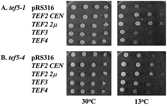 FIG. 6