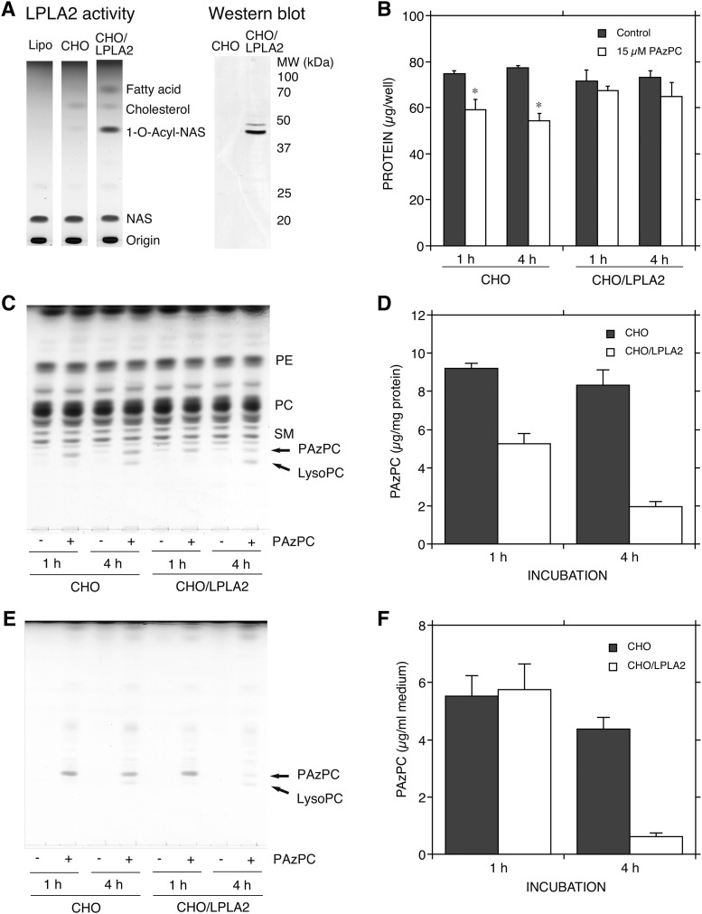 Fig. 9.