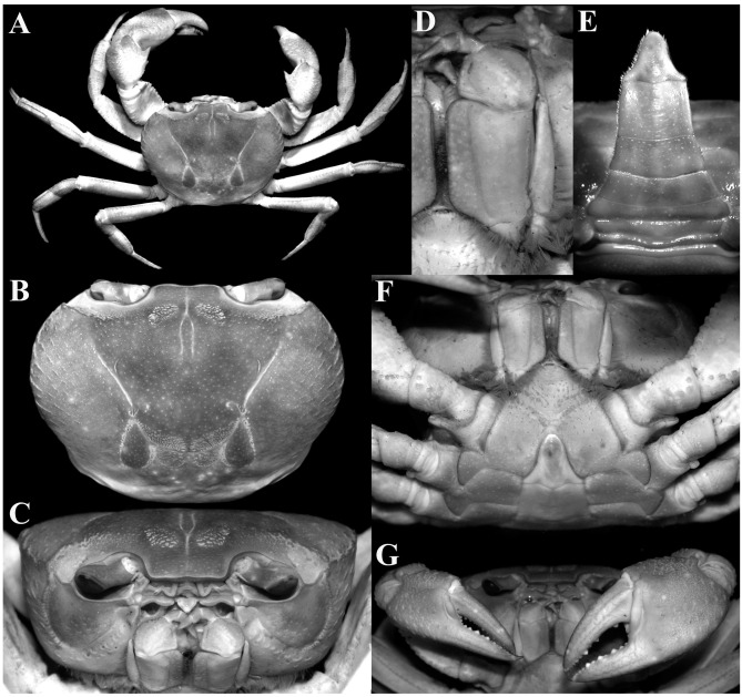 Fig. 7.