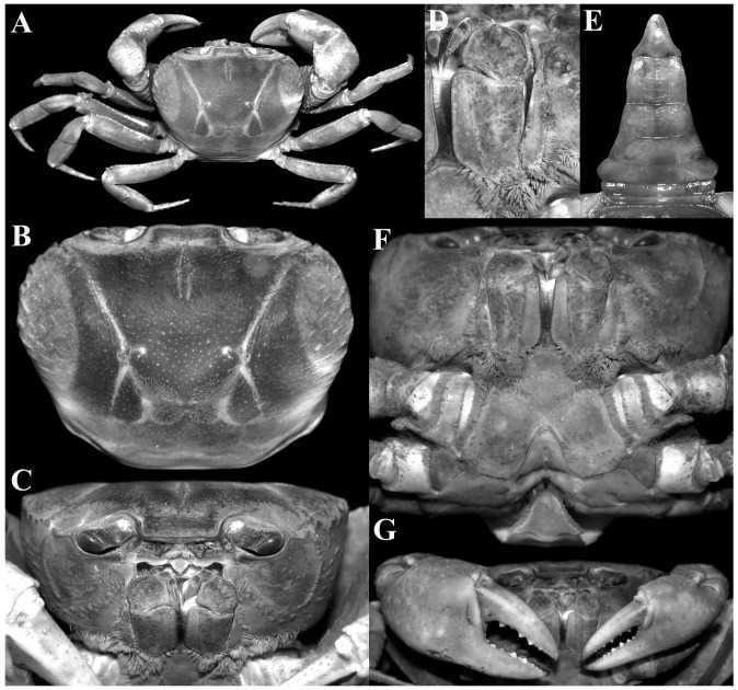 Fig. 4.