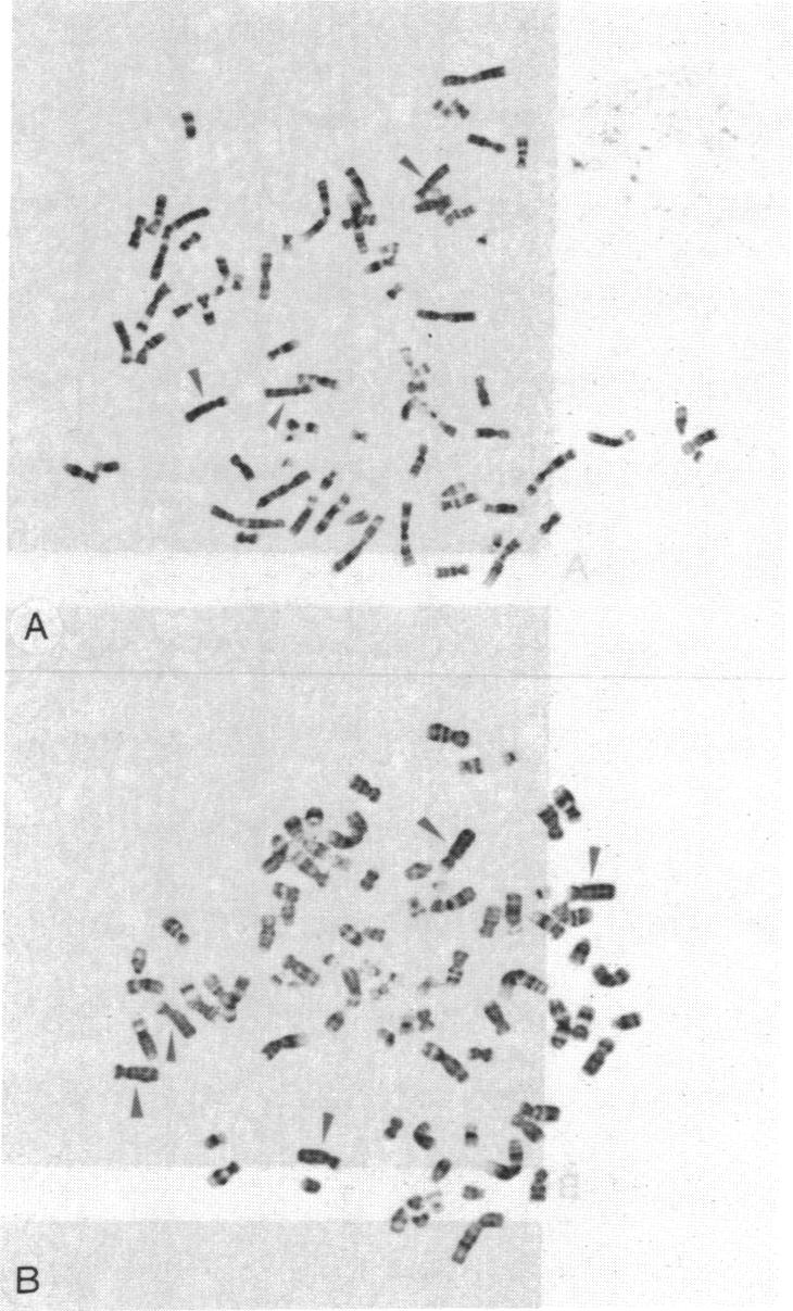 graphic file with name pnas01063-0169-a.jpg