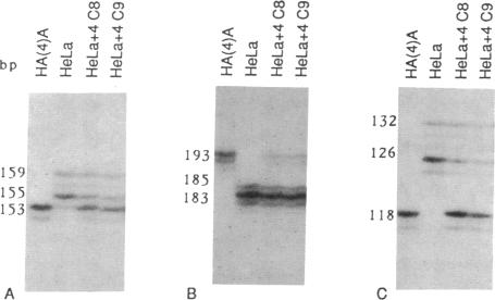 graphic file with name pnas01063-0170-a.jpg