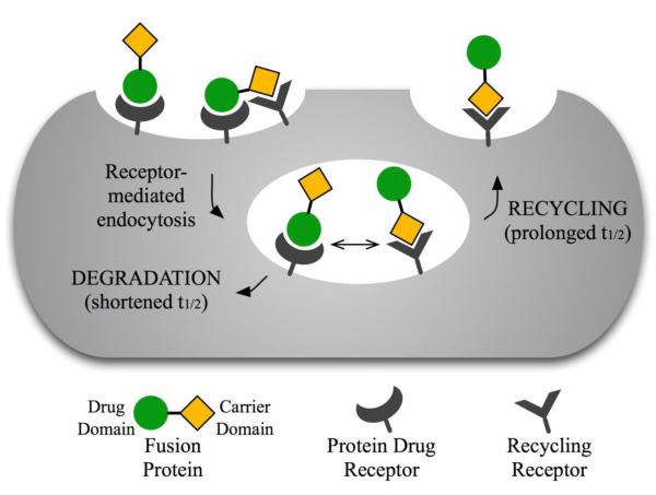 Fusion Protein Linkers: Property, Design and Functionality - PMC