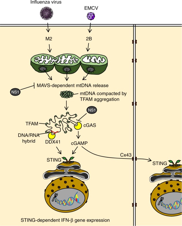 Fig. 10