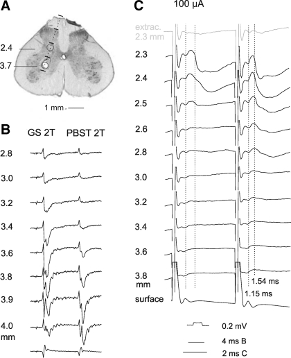 Fig. 8.