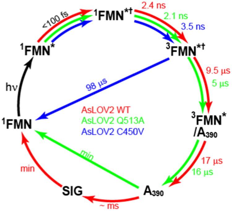 Figure 7