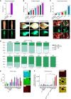 Figure 5. A, Top: penetrance of spinal dissemination in tumor-bearing mice harboring H3.3K27M, NF1LOF, and FGFR1N457K mutations compared with all other genotypes. Bottom: representative bright field (BF) and fluorescence (GFP) images of GFP+ tumor cells that have disseminated into the thoracic spinal cord. Scale bars, 1 mm. B, Top: penetrance of exophytic spread in tumor-bearing mice harboring FGFR1N457K, PIK3CAE545K, PPM1DΔC, and NF1LOF. Bottom: representative BF and fluorescence images showing exophytic spread (bottom left) or a lack of exophytic spread (bottom right) of GFP+ tumor cells. Scale bars, 1 mm. C, Top: penetrance of cranial nerve invasion in tumor-bearing KF, KPP, H3.1KACVPIK, and KPPMPIK mice. Bottom: representative BF and fluorescence images showing cranial nerve invasion of GFP+ tumor cells (indicated by white arrows). Scale bars, 1 mm. D, Analysis of the extent of invasion of H3.1/3K27M-driven tumors into different anatomic regions (CB, cerebellum; BS, brainstem). E, Immunofluorescence and quantification of Ki-67+/GFP+ cells in H3.1/3K27M- and H3.3G34R-driven tumors. GFP+ tumor cells have a mitotic index of 10 or higher. Data, mean ± SEM. Representative images showing DAPI, GFP, and Ki-67 immunofluorescence levels in a brainstem tumor are shown on the right. Scale bars, 50 μm. F, Quantification of H3K27me3 immunofluorescence signal intensity in HA+ nuclei in tumors. Data, mean ± SEM; ****, P < 0.0001 was calculated using the one-way ANOVA test. Representative images of H3K27me3 and HA staining in a brainstem tumor are shown on the right. Scale bars, 50 μm. a.u., arbitrary units.