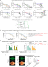 Figure 7. A, Dose–response curves for the PI3K inhibitor alpelisib, the PDGFRAmutant inhibitor avapritinib, the LSD1/HDAC inhibitor corin, the KDM6A/B inhibitor GSK-J4, the MDM2 inhibitor idasanutlin, the NAMPT inhibitor FK866, the FGFR inhibitor infigratinib, and the MEK inhibitor trametinib, tested in mouse tumor-derived GS lines. Cells were treated for 3 days (avapritinib, FK-866, idasanutlin, trametinib) or 6 days (alpelisib, corin, GSK-J4, infigratinib) at the indicated concentrations. The most sensitive and the most resistant cell lines are highlighted with different colors and with dashed vs. solid lines. Means ± SD are plotted from at least n = 3 replicates. Statistics are summarized in Supplementary Table 7. B, Kaplan-Meier curves depicting survival of mice orthotopically injected with KPP cells and orally treated for 2 weeks with avapritinib vs. vehicle control. **, P < 0.01 was calculated using the log-rank Mantel-Cox test. Statistical comparisons are described in Supplementary Table 2. C, Dose–response curves for alpelisib and trametinib tested against patient-derived cell lines for 6 days at the indicated concentrations. Means ± SD are plotted from at least n = 3 replicates. Statistics are summarized in Supplementary Table 7. D, Cell viability assays using mouse GS cells and patient-derived cells following treatment with trametinib, alpelisib, and a combination of both drugs for 6 days at the indicated concentrations. Means ± SD are plotted from at least n = 3 replicates. ****, P < 0.0001; **, P < 0.01 were calculated using ordinary one-way ANOVA. Statistics are summarized in Supplementary Table 7. E, Left: representative fluorescence images of disseminating GFP+ tumor cells 12 days following engraftment, and 4 days following initiation of continuous intracranial delivery of alpelisib and trametinib vs. vehicle control. Scale bar, 1 mm. Right: the extent of dissemination and the size of GFP+ tumors following resection at 4 days after treatment. Means ± SD are plotted from at least n = 3 replicates. *, P < 0.05 was calculated using the Welch t test.