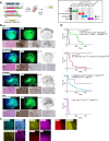 Figure 2. A, Schematic describing IUE-based H3K27M-driven brain tumor modeling. Different combinations of piggyBac and CRISPR vectors are delivered into NSCs lining the LRL at E12.5. After birth, mice develop tumors representing distinct DMG subtypes. Inset: mutation combinations represented in H3K27M models and the acronyms used to refer to them. B, Immunofluorescence and IHC detection of GFP, K27M, Ki-67, and hematoxylin and eosin (H&E) in coronal hindbrain sections from tumor-bearing, symptomatic mice. Embryos were electroporated with vectors encoding (i) H3.3K27M, p53LOF, PDGFRAWT (KPP); (ii) H3.1K27M, ACVRAG328V, PIK3CAE545K (H3.1KACVPIK); (iii) H3.3K27M, PPM1DΔC, PIK3CAE545K (KPPMPIK); and (iv) H3.3K27M, NF1LOF, FGFR1N457K (KNF). Tumor cells are GFP+. Higher magnification panels below each low-magnification panel are of the tumor bulk in the brainstem, i.e., pons and medulla, which are directly below the cerebellum and fourth ventricle. Scale bars represent 1 mm in the immunofluorescence panels and 200 μm in the IHC panels. C, Immunofluorescence of tumor tissue sections in the pons or medulla to confirm the presence of cointroduced mutations and for colocalization with various markers. PIK3CA and PPM1D are coexpressed in HA+ KPPMPIK tumor cells (left); ACVR1 and OLIG2 colocalize in H3.1KACVPIK tumors (middle, top); FGFR1 is upregulated in HA+ KNF tumor cells (middle, bottom); and PDGFRA is expressed in K27M+ KPP tumor cells (right). Scale bars, 50 μm. D, Kaplan–Meier survival curves of IUE, tumor-bearing mice carrying different combinations of mutations. KPP (n = 6), H3.1KACVPIK (n = 13), KPPMPIK (n = 22), and KNF (n = 17). Statistical comparisons using the log-rank Mantel–Cox tests are described in Supplementary Table S2.
