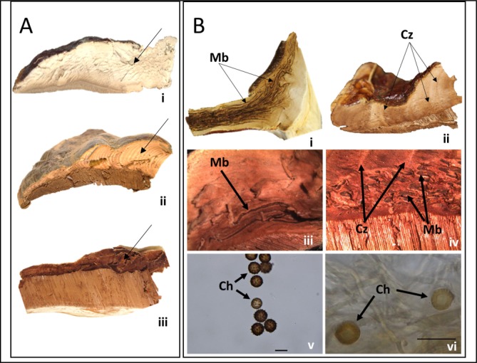 Fig 4