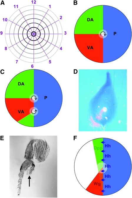 Figure 1.—