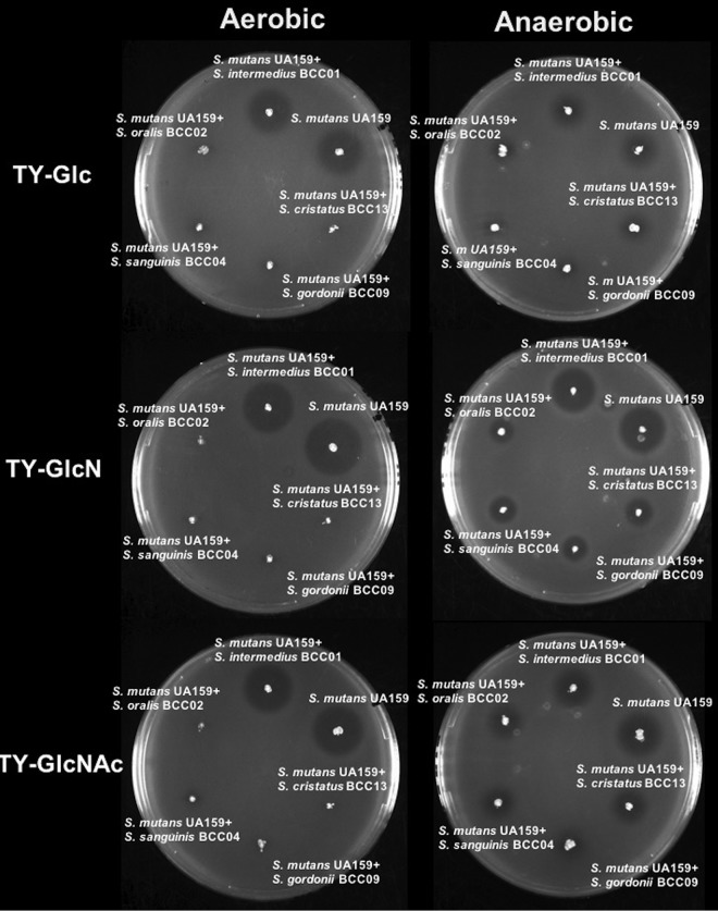 FIG 6