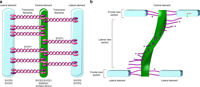 Fig. 1