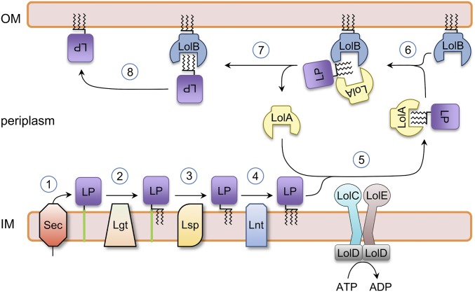 Fig. 1.