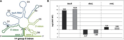 Fig. 1.