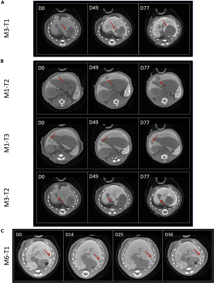 Figure 4