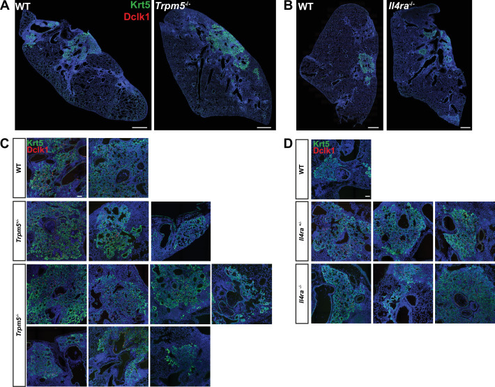 Figure 3—figure supplement 2.