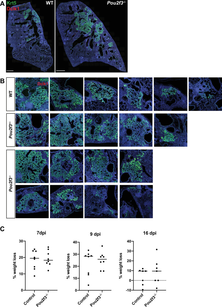 Figure 3—figure supplement 1.