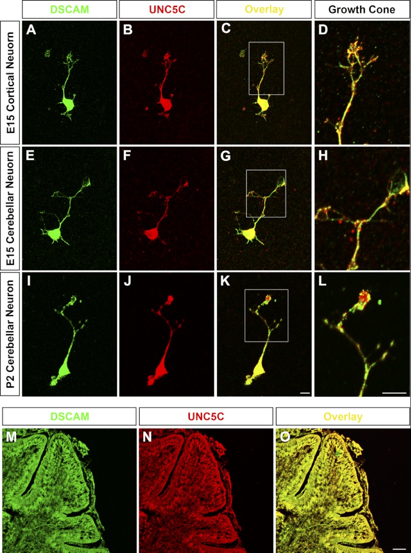 FIGURE 2.