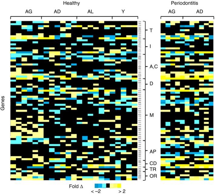 Hypoxia‐inducible transcription factors, HIF1A and HIF2A, increase in ...