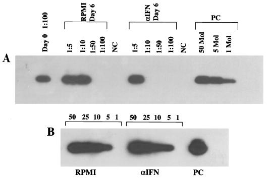 Alpha Interferon Inhibits Human Herpesvirus 8 (HHV-8) Reactivation in ...