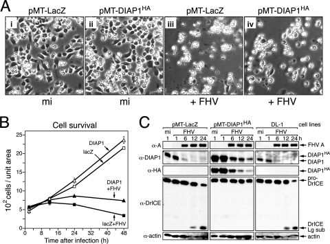 FIG. 6.