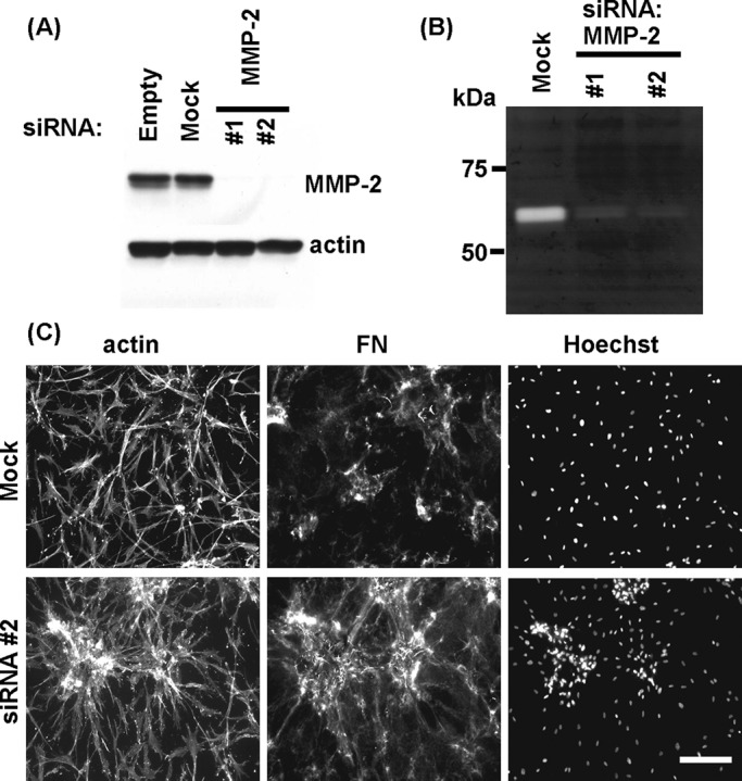 FIGURE 5: