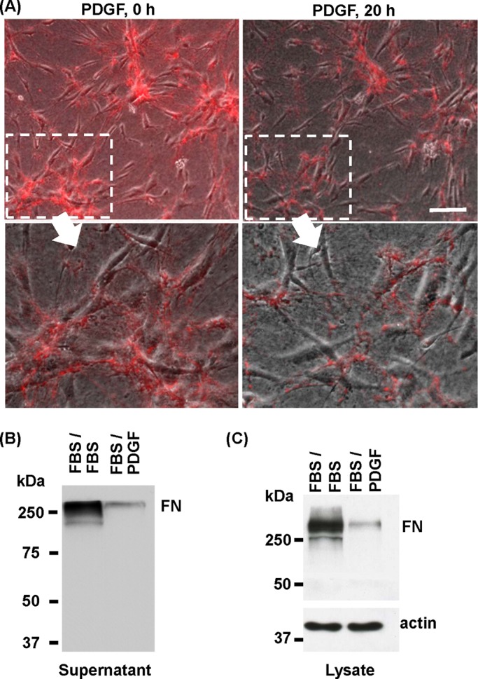 FIGURE 2: