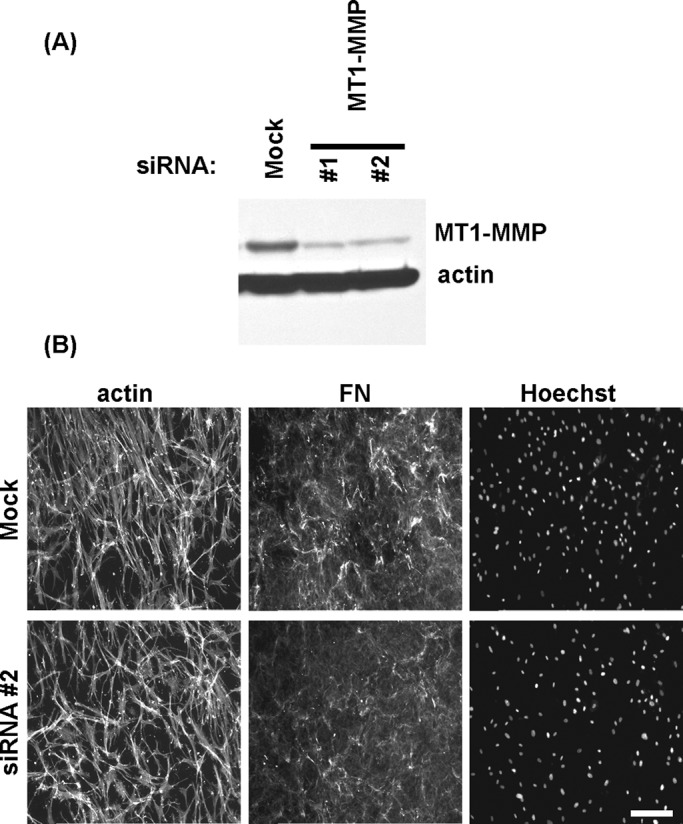 FIGURE 4: