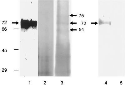 FIG. 8