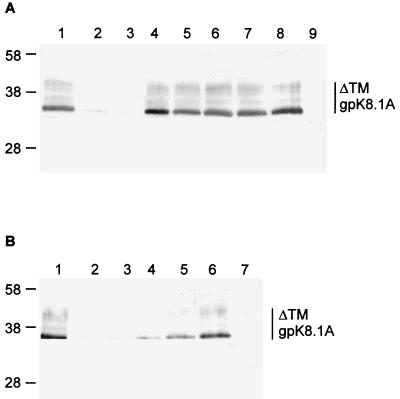 FIG. 7