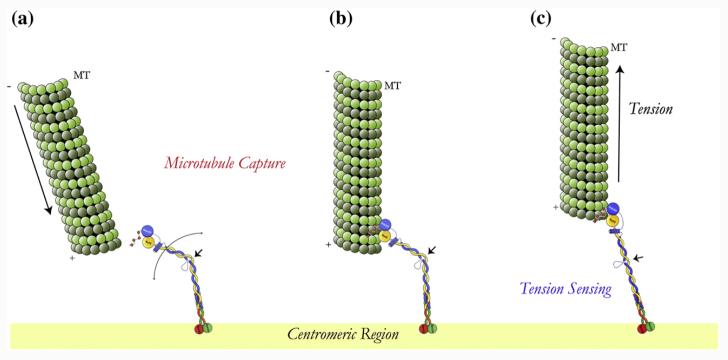 Fig. 8