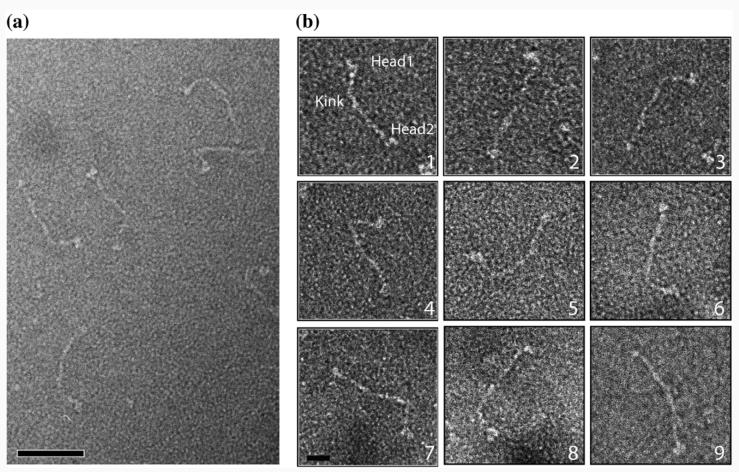 Fig. 2