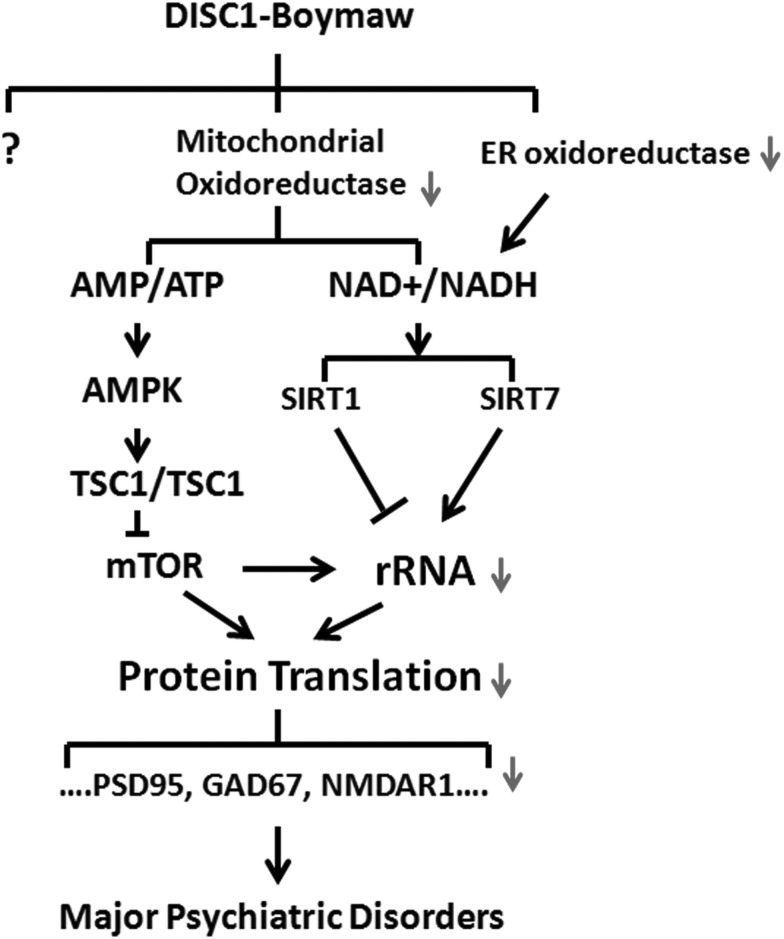 Figure 11.