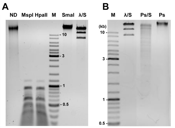 Fig 5