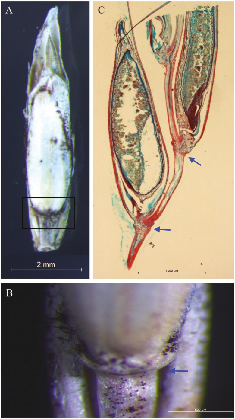 Figure 6.