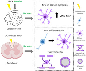 graphic file with name GLIA-70-2426-g004.jpg