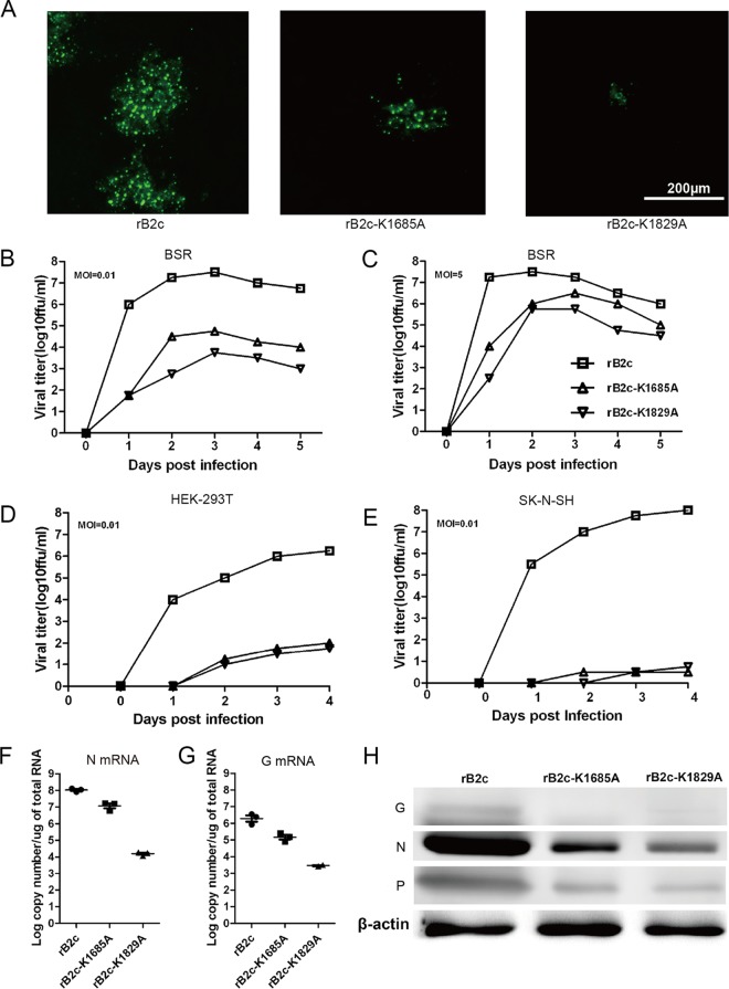 FIG 2