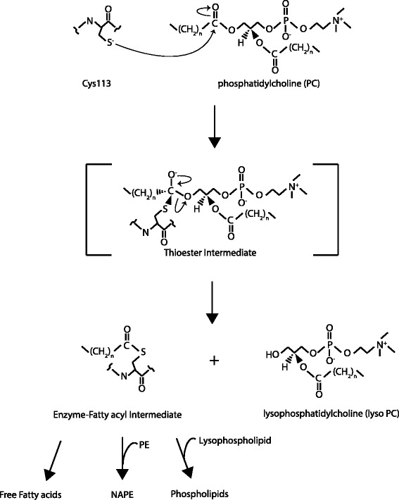 Fig 4