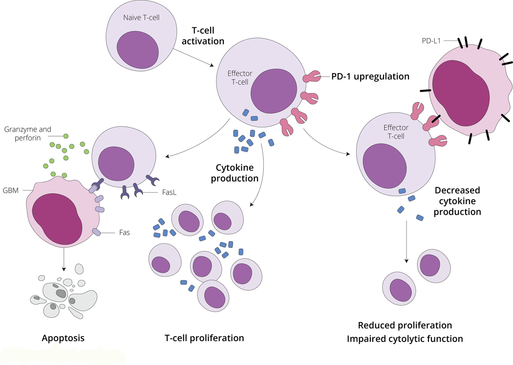 Figure 3 –