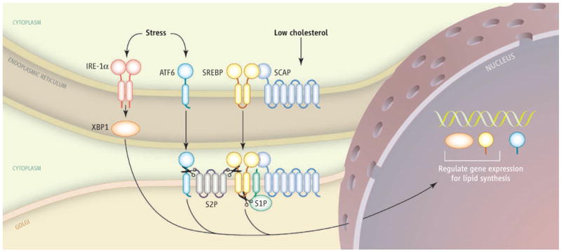 Regulators of lipid synthesis and the unfolded protein response