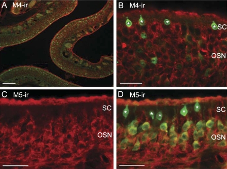 Fig. 8.