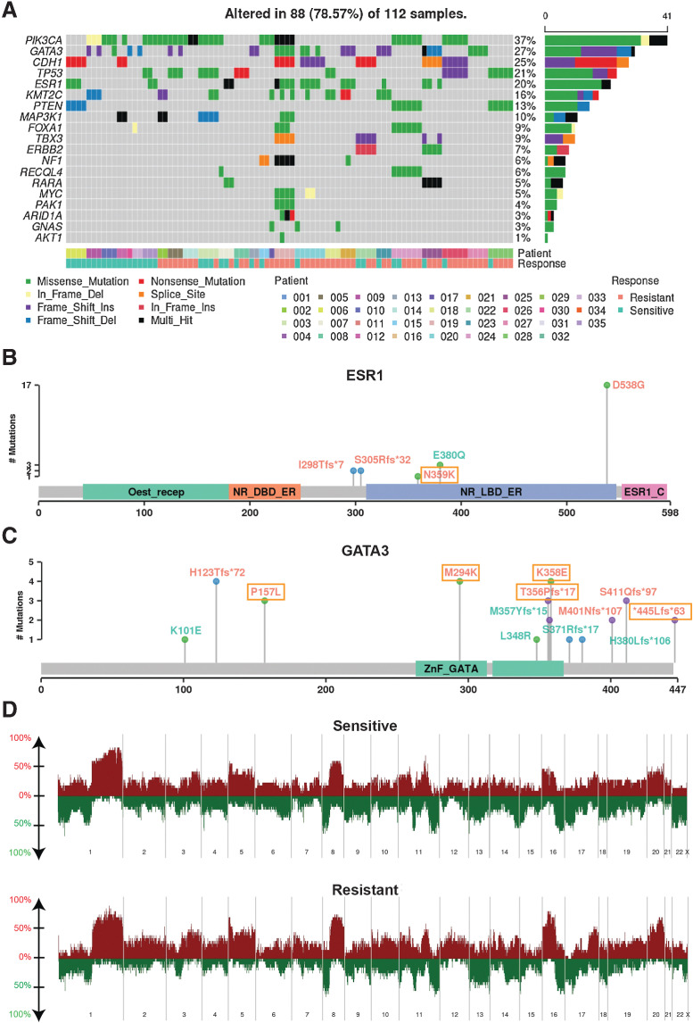 Figure 2. Genomic characteristics. A, The pattern, frequency, and type of genomic alterations of key breast cancer genes across patients. Samples were ordered by patient and response to endocrine therapy treatment. The type of variants detected shown in lollipop plot with labeling color indicating variants observed in sensitive tumors only (cyan), that observed in resistant tumors only (orange and boxed), and that observed in both sensitive and resistant tumors (orange) for ESR1 (N = 8 patients with 23 samples; B) and GATA3 (N = 13 patient with 31 sampels; C). D, Copy number frequency landscape plots showing copy number–altered genes in sensitive and resistant tumors respectively. For each patient, copy number values were averaged among all sensitive samples and resistant samples from that patient, resulting in 23 sensitive tumors and 21 resistant tumors. Copy number gains are plotted above the x-axis in red and copy number losses are plotted below the x-axis in green. The frequency of alterations is indicated on the y-axis from 0% to 100%.