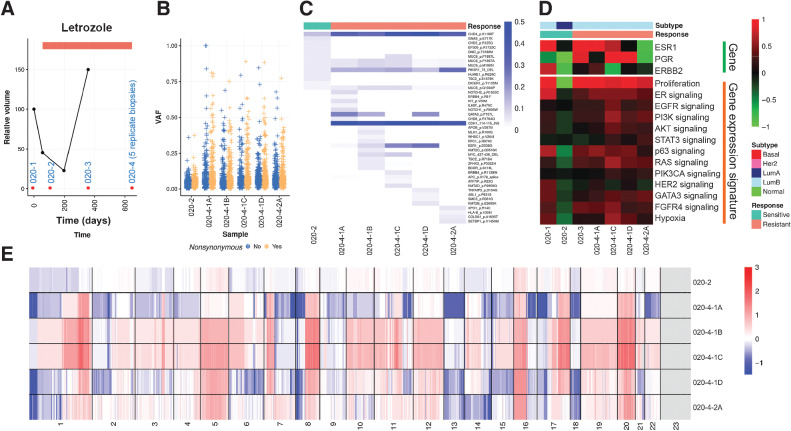 Figure 5. Molecular portraits of a luminal patient with acquired endocrine resistance A, Line plot showing tumor volume change indicating resistance to endocrine therapy acquired for the last two samples. Red dots, Timing for tissue sampling. B, Box plots indicating median score and interquartile range of VAF of detected variants stratified by synonymous and nonsynonymous variants. C, Heatmap showing VAF of nonsynonymous variants of Pan-Cancer drivers. D, Heatmap showing gene expression of hormone receptors and key signaling pathways. E, Heatmap showing copy number landscapes of all tumors from the patient.